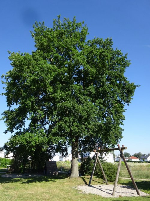 Baumschutz Baumschutz